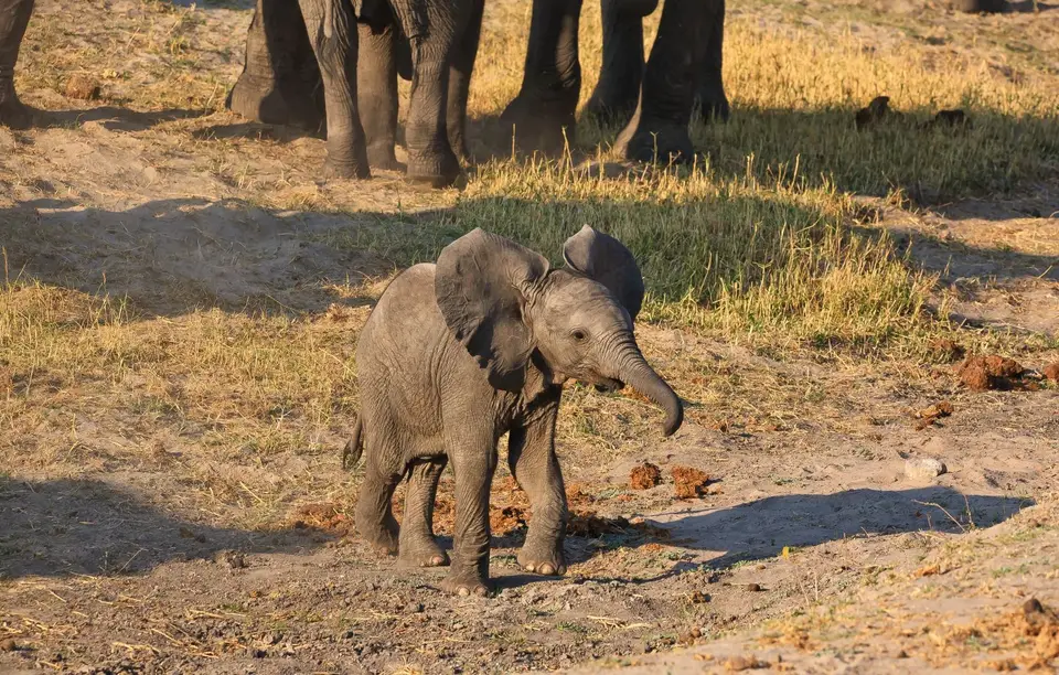 Botswana_ChobeNP_Waterfront_029.jpg