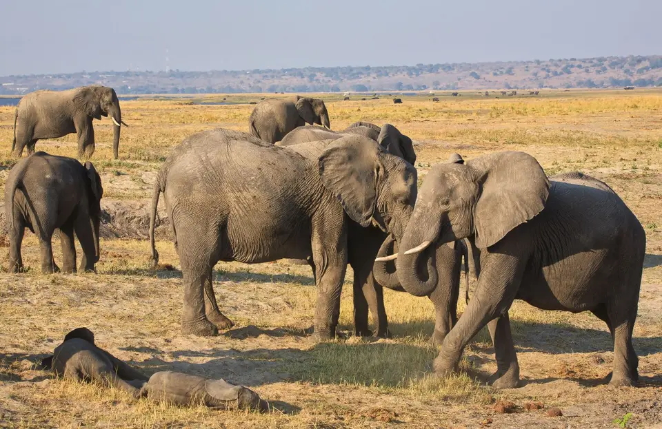 Botswana_ChobeNP_Waterfront_037.jpg