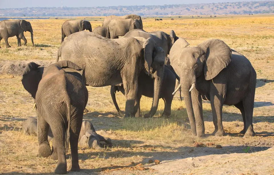 Botswana_ChobeNP_Waterfront_038.jpg