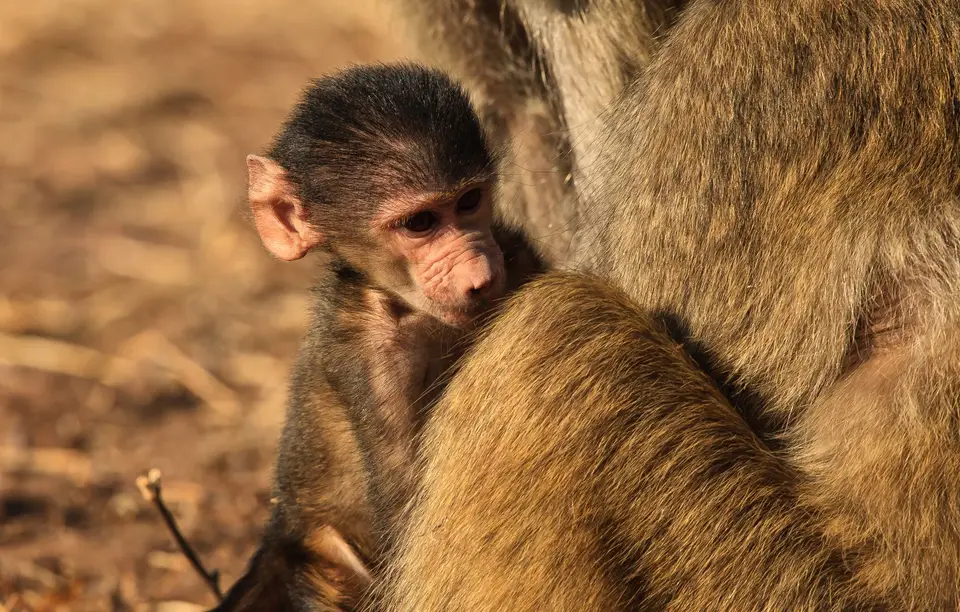 Botswana_ChobeNP_Waterfront_048.jpg