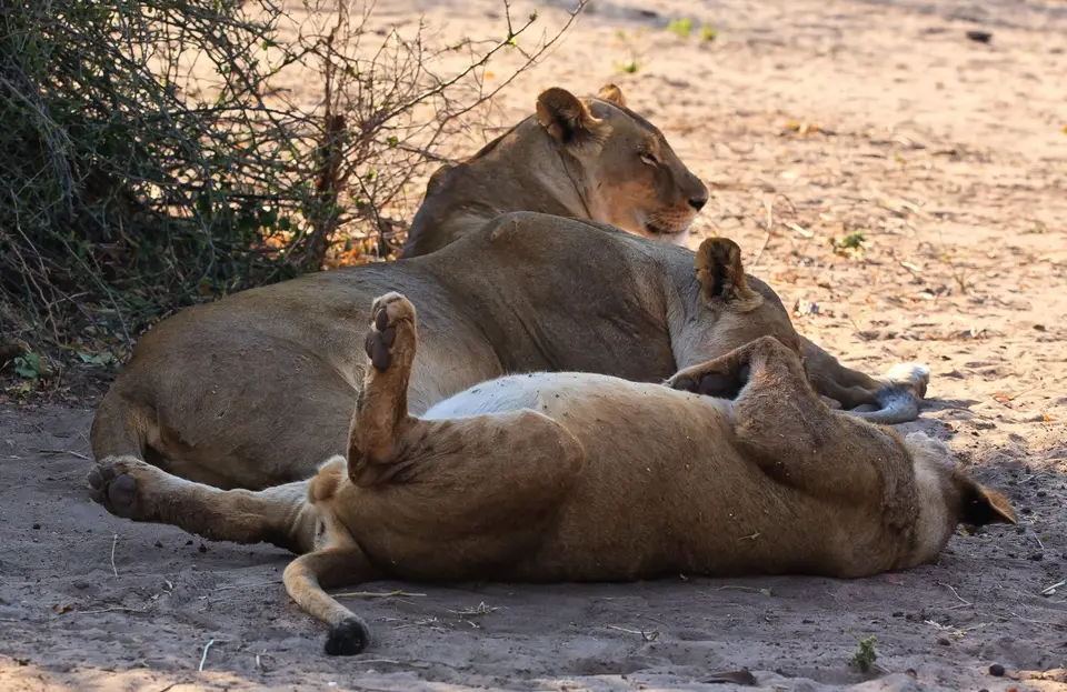 Botswana_ChobeNP_Waterfront_052.jpg