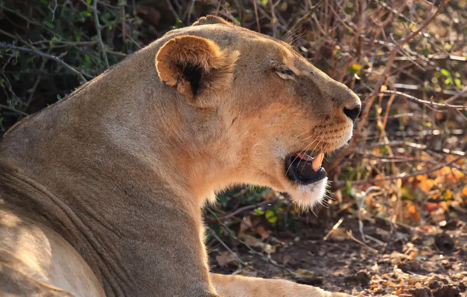 Botswana_ChobeNP_Waterfront_057.jpg
