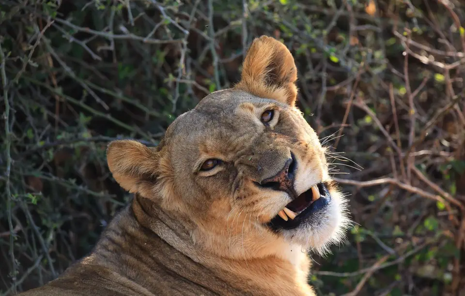 Botswana_ChobeNP_Waterfront_060.jpg