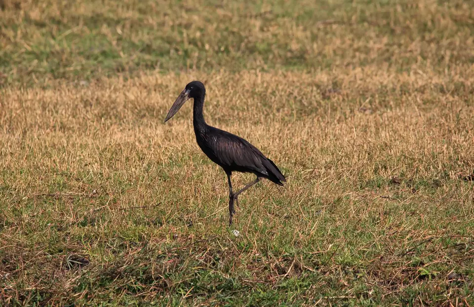 Botswana_ChobeNP_Waterfront_061.jpg