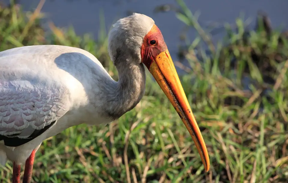 Botswana_ChobeNP_Waterfront_062.jpg