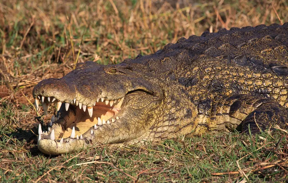Botswana_ChobeNP_Waterfront_063.jpg