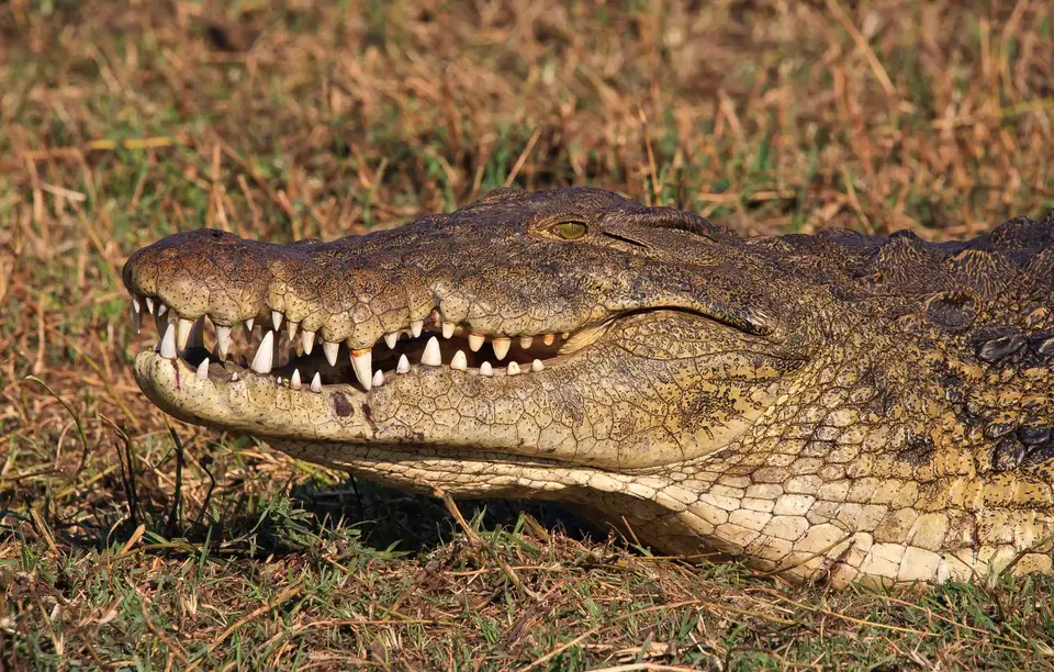 Botswana_ChobeNP_Waterfront_065.jpg