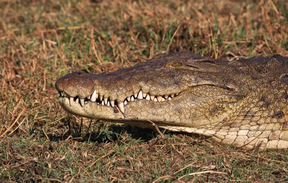 Botswana_ChobeNP_Waterfront_066.jpg