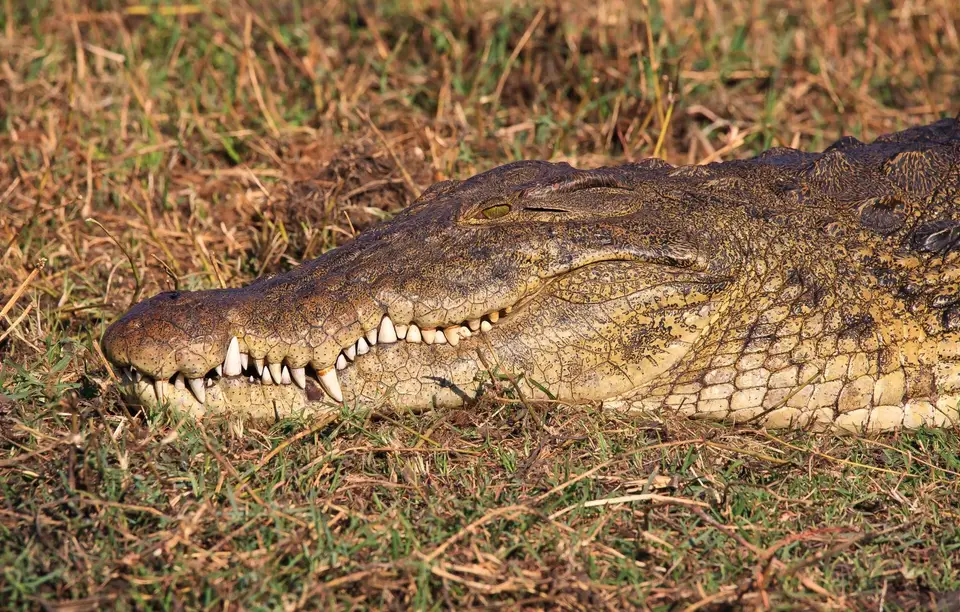 Botswana_ChobeNP_Waterfront_067.jpg