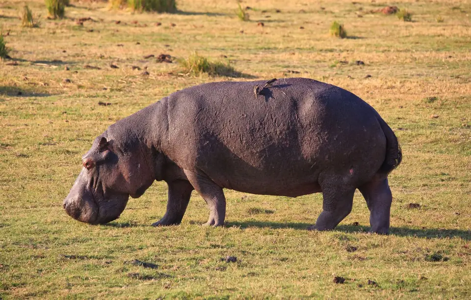 Botswana_ChobeNP_Waterfront_077.jpg