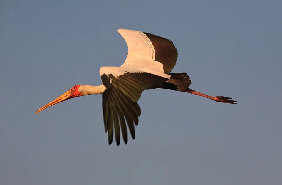 Botswana_ChobeNP_Waterfront_089.jpg