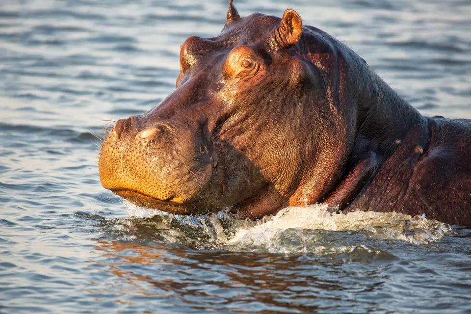 Botswana_ChobeNP_Waterfront_116.jpg