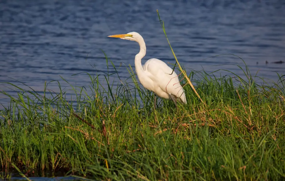 Botswana_ChobeNP_Waterfront_119.jpg