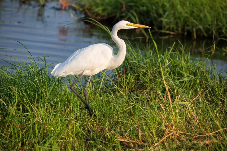 Botswana_ChobeNP_Waterfront_120.jpg