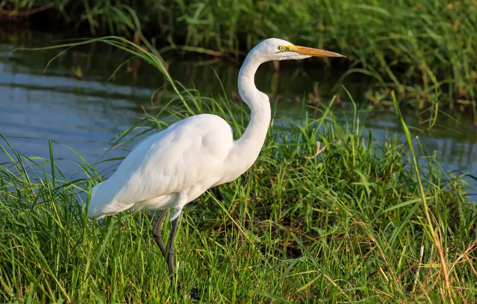 Botswana_ChobeNP_Waterfront_121.jpg