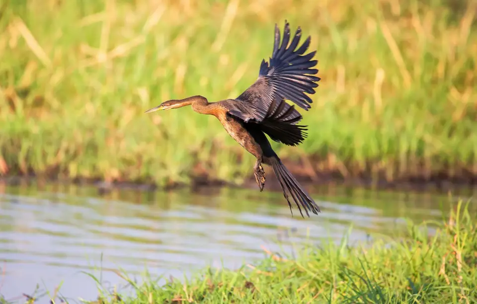 Botswana_ChobeNP_Waterfront_132.jpg