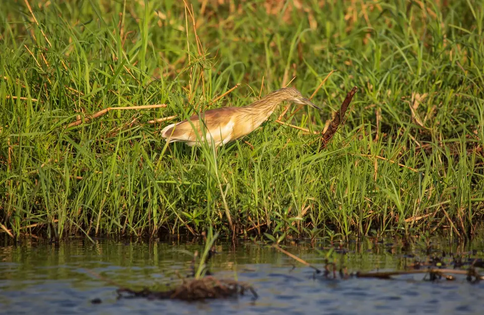 Botswana_ChobeNP_Waterfront_134.jpg