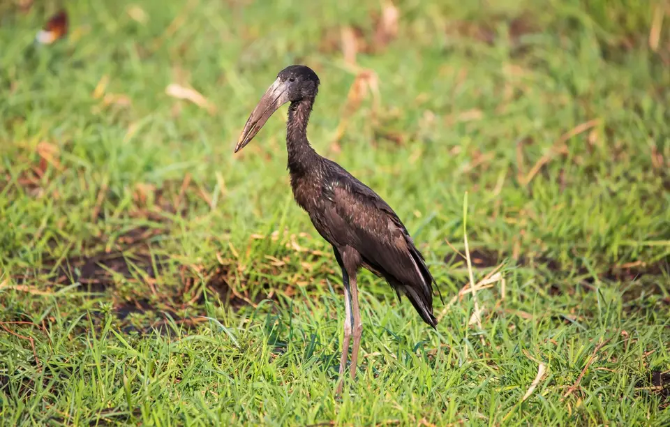 Botswana_ChobeNP_Waterfront_137.jpg