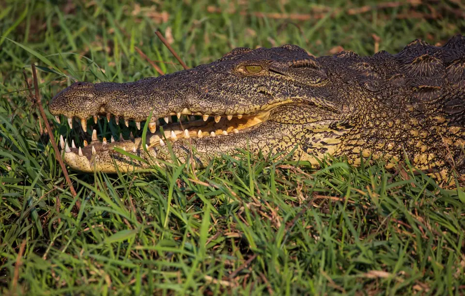 Botswana_ChobeNP_Waterfront_147.jpg