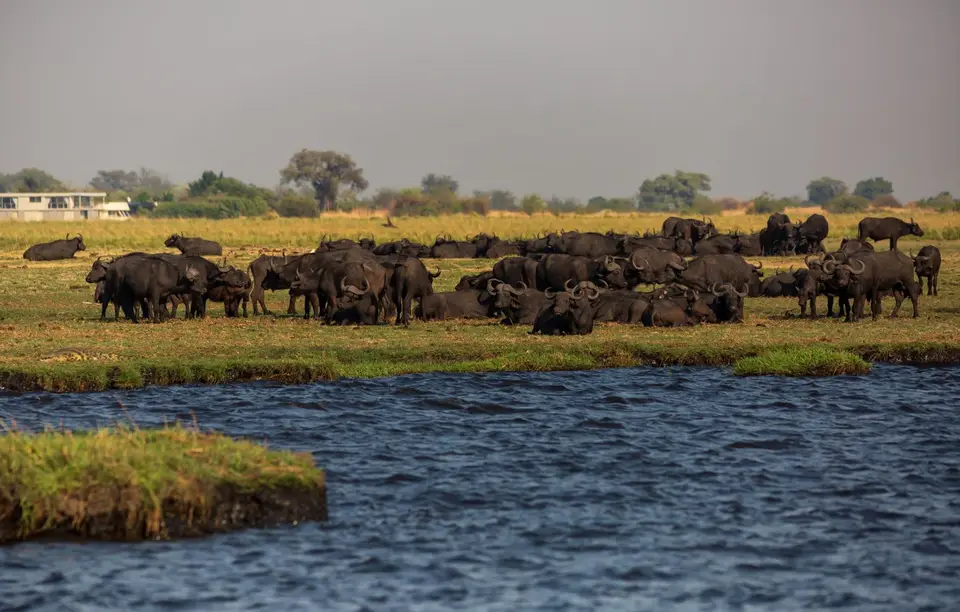 Botswana_ChobeNP_Waterfront_177.jpg