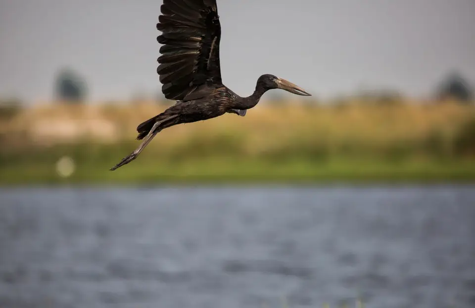 Botswana_ChobeNP_Waterfront_204.jpg