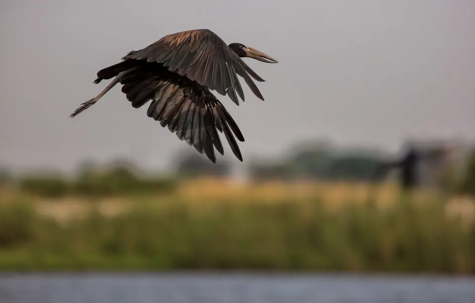 Botswana_ChobeNP_Waterfront_205.jpg
