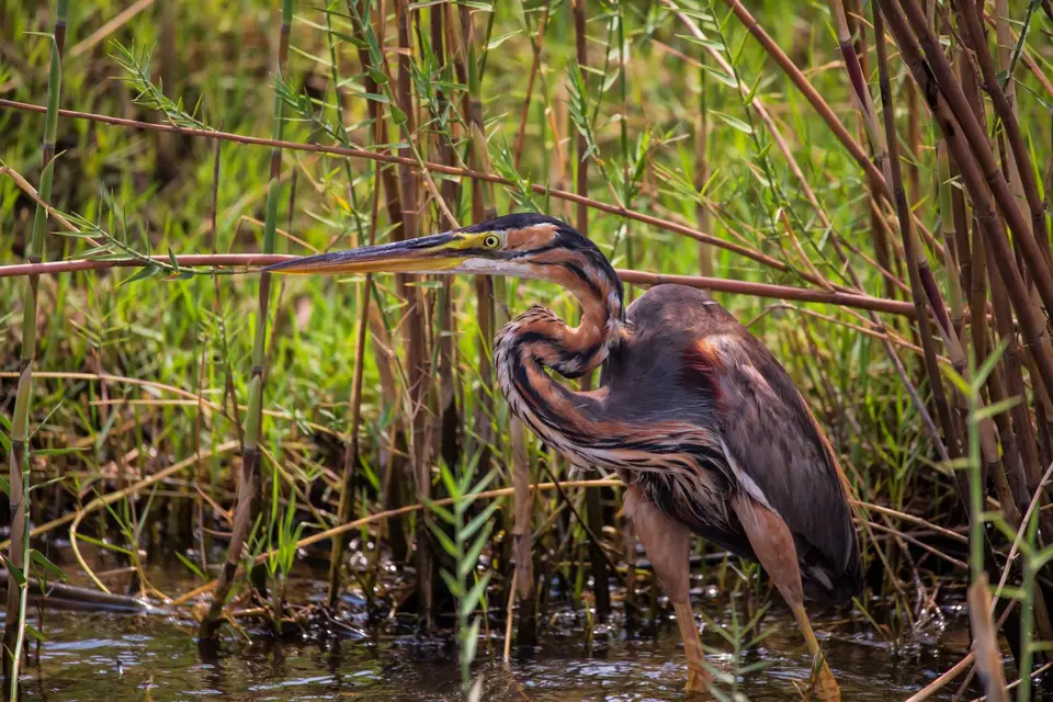 Botswana_ChobeNP_Waterfront_219.jpg