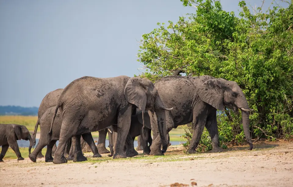 Botswana_ChobeNP_Waterfront_225.jpg