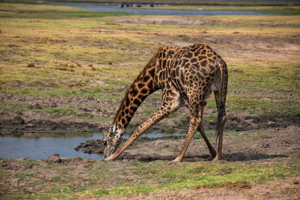 Botswana_ChobeNP_Waterfront_230.jpg
