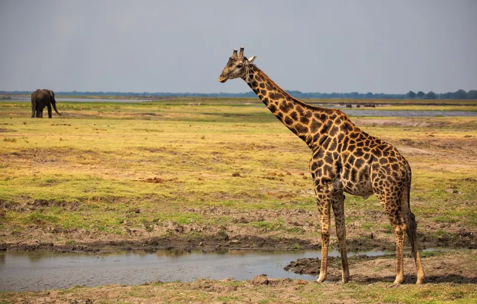 Botswana_ChobeNP_Waterfront_232.jpg