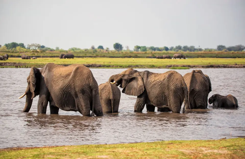 Botswana_ChobeNP_Waterfront_234.jpg