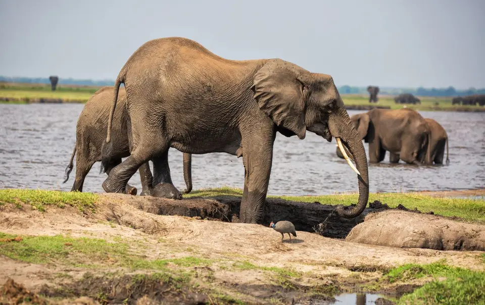 Botswana_ChobeNP_Waterfront_237.jpg