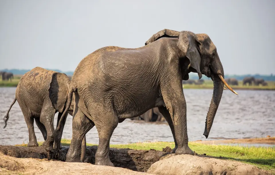 Botswana_ChobeNP_Waterfront_241.jpg