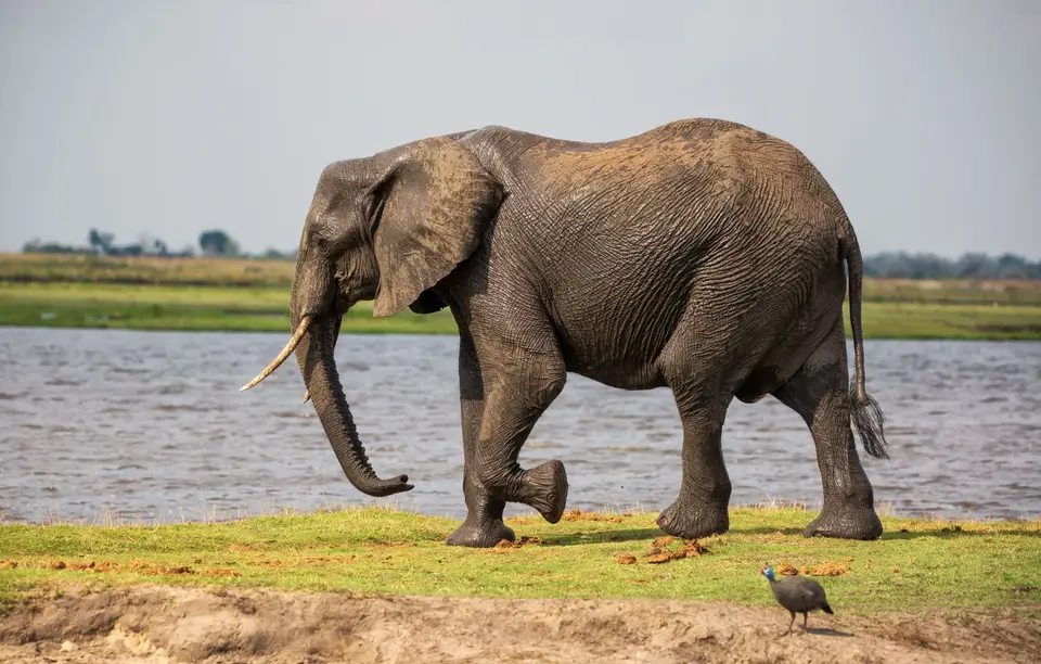 Botswana_ChobeNP_Waterfront_242.jpg