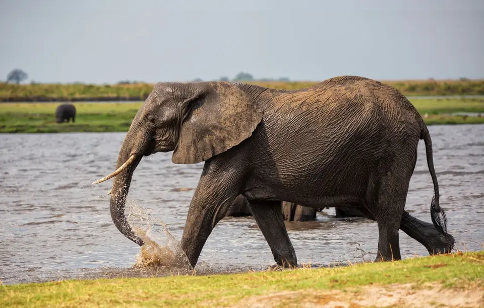 Botswana_ChobeNP_Waterfront_244.jpg