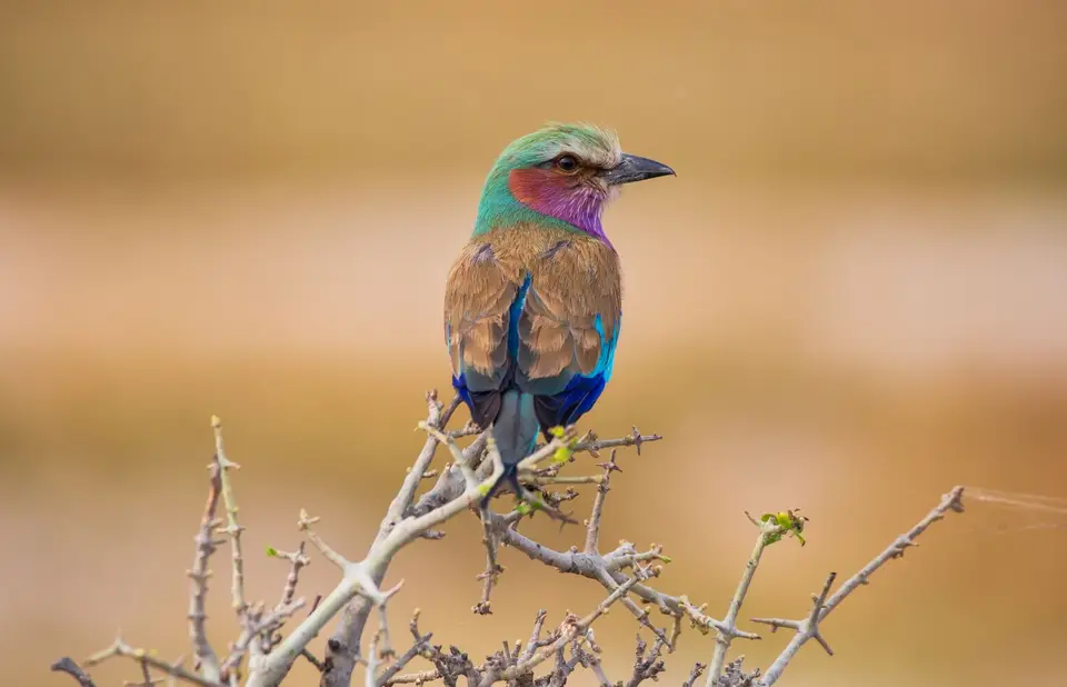 Botswana_ChobeNP_Waterfront_247.jpg