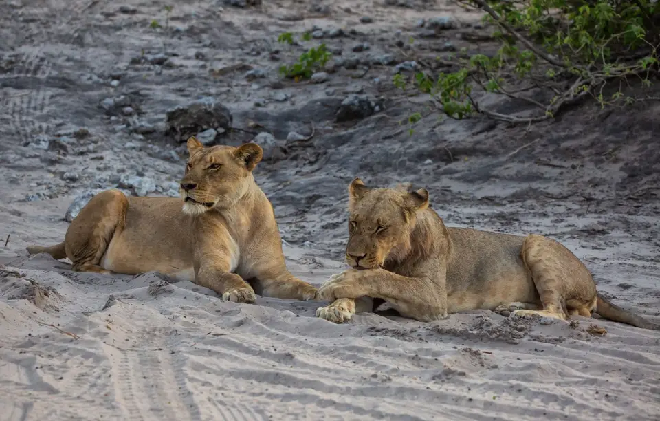 Botswana_ChobeNP_Waterfront_249.jpg