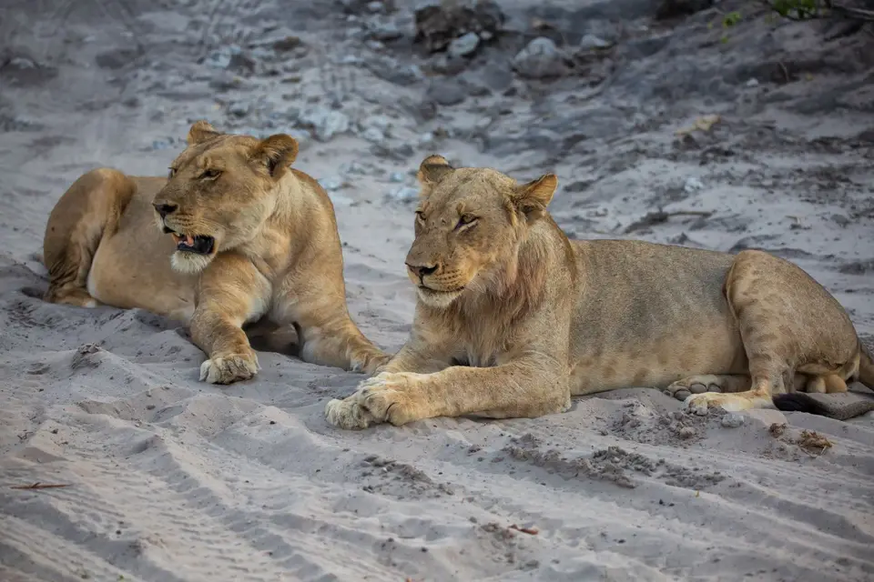 Botswana_ChobeNP_Waterfront_250.jpg