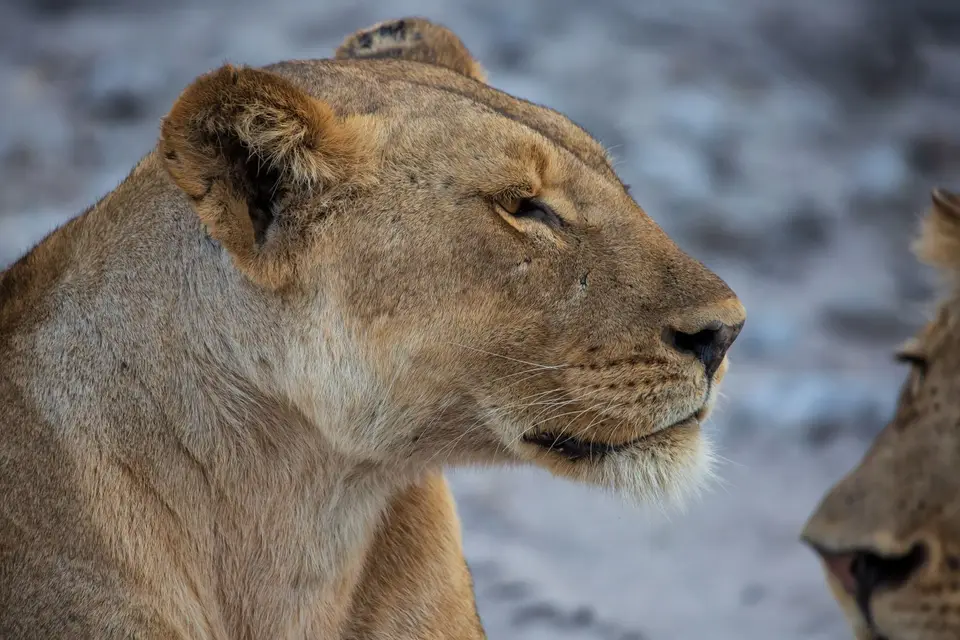 Botswana_ChobeNP_Waterfront_255.jpg