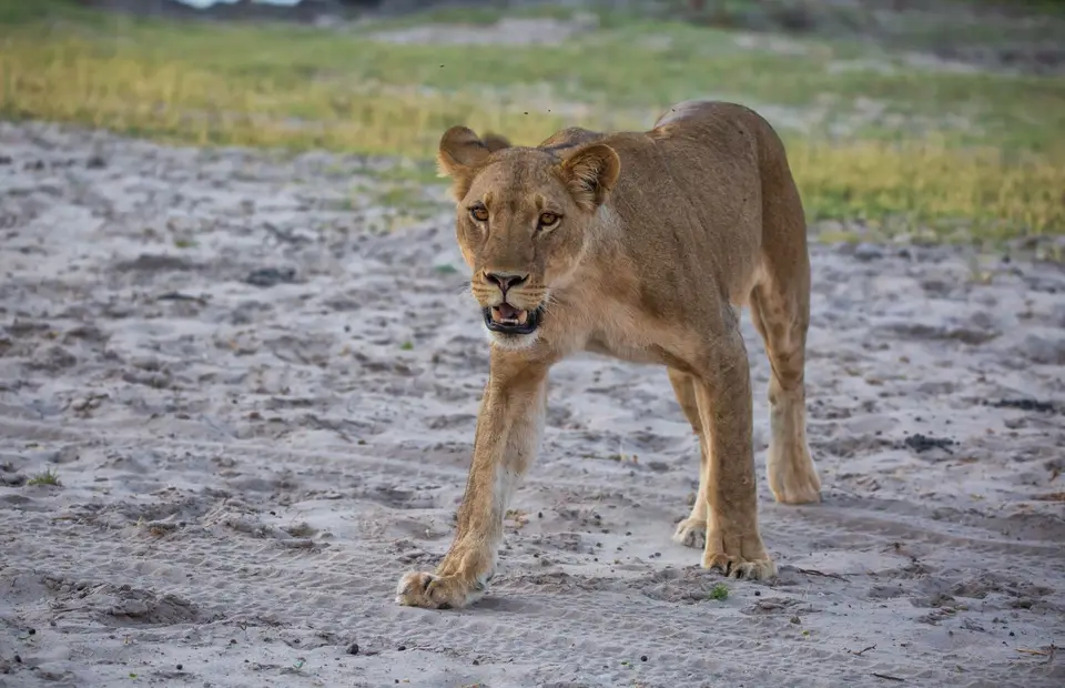 Botswana_ChobeNP_Waterfront_281.jpg
