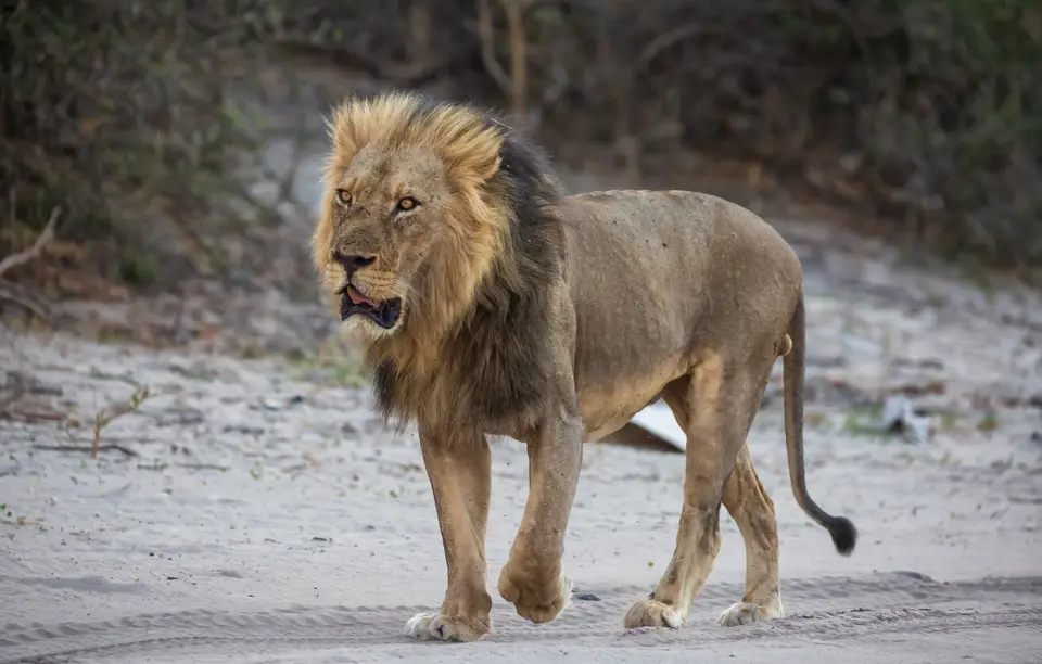 Botswana_ChobeNP_Waterfront_291.jpg