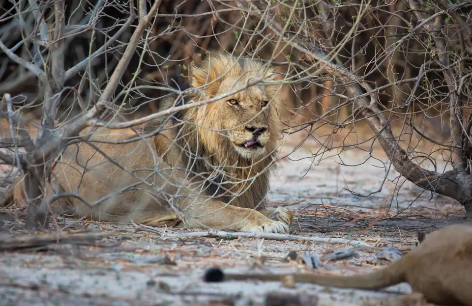 Botswana_ChobeNP_Waterfront_318.jpg