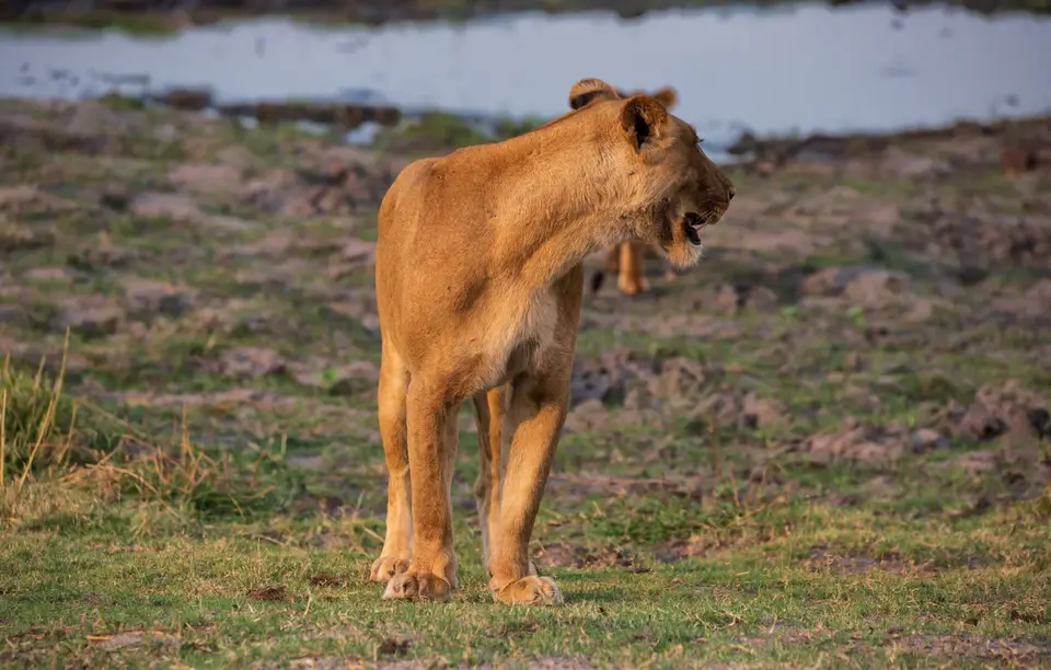Botswana_ChobeNP_Waterfront_319.jpg