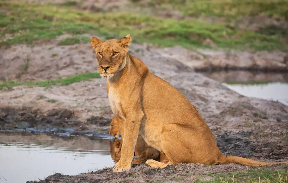 Botswana_ChobeNP_Waterfront_326.jpg