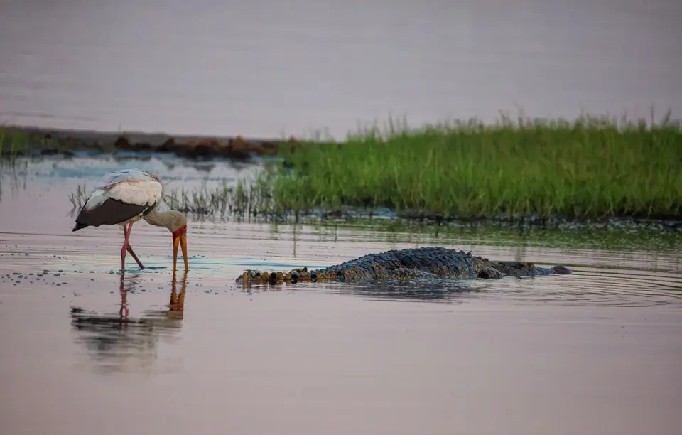 Botswana_ChobeNP_Waterfront_336.jpg