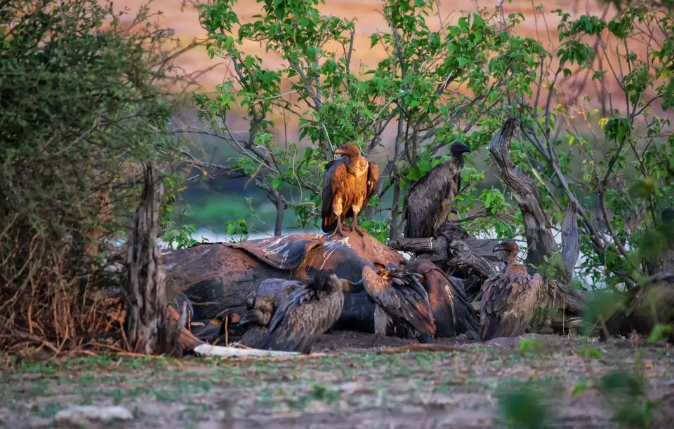 Botswana_ChobeNP_Waterfront_339.jpg