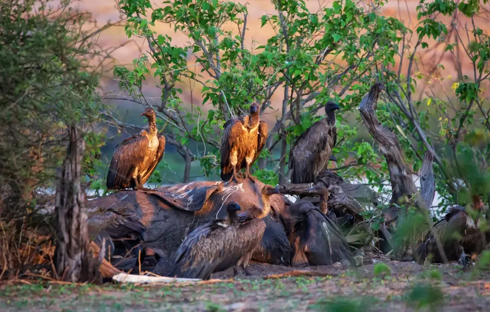 Botswana_ChobeNP_Waterfront_340.jpg