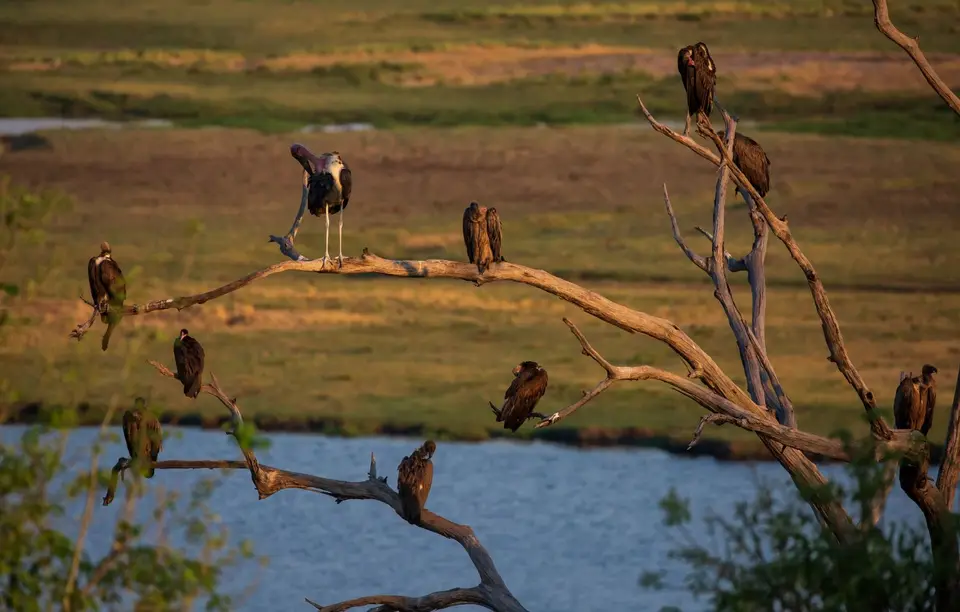 Botswana_ChobeNP_Waterfront_341.jpg