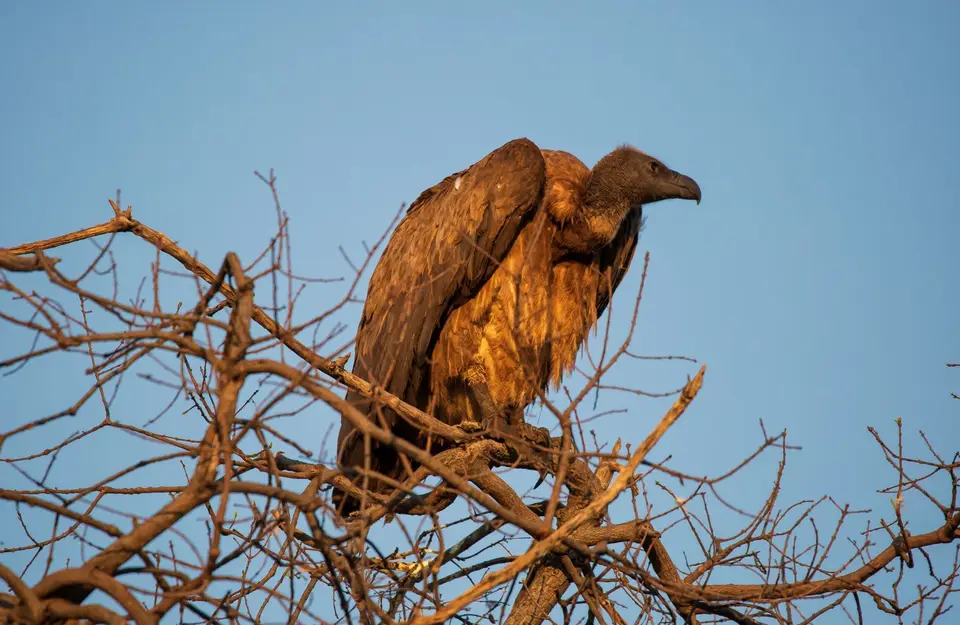 Botswana_ChobeNP_Waterfront_342.jpg