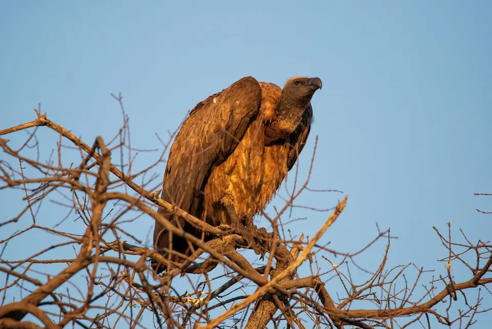Botswana_ChobeNP_Waterfront_343.jpg
